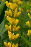 Yellow wild indigo